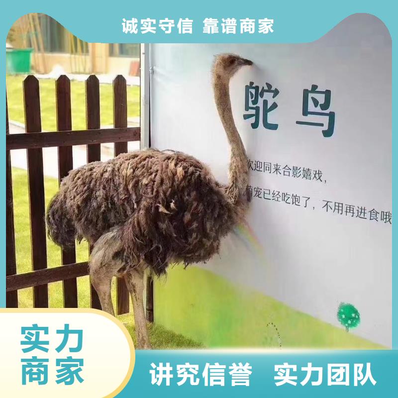 马戏团/羊驼,商场马戏表演出租高品质