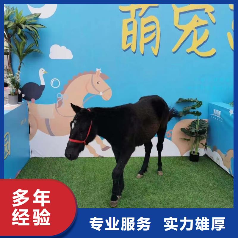 【马戏团/羊驼驯兽表演24小时为您服务】