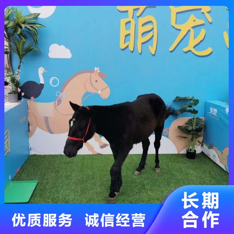 马戏团/羊驼海狮表演出租放心