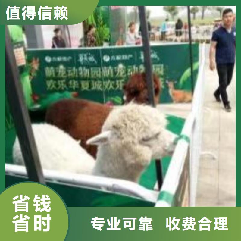 马戏团/羊驼羊驼表演先进的技术