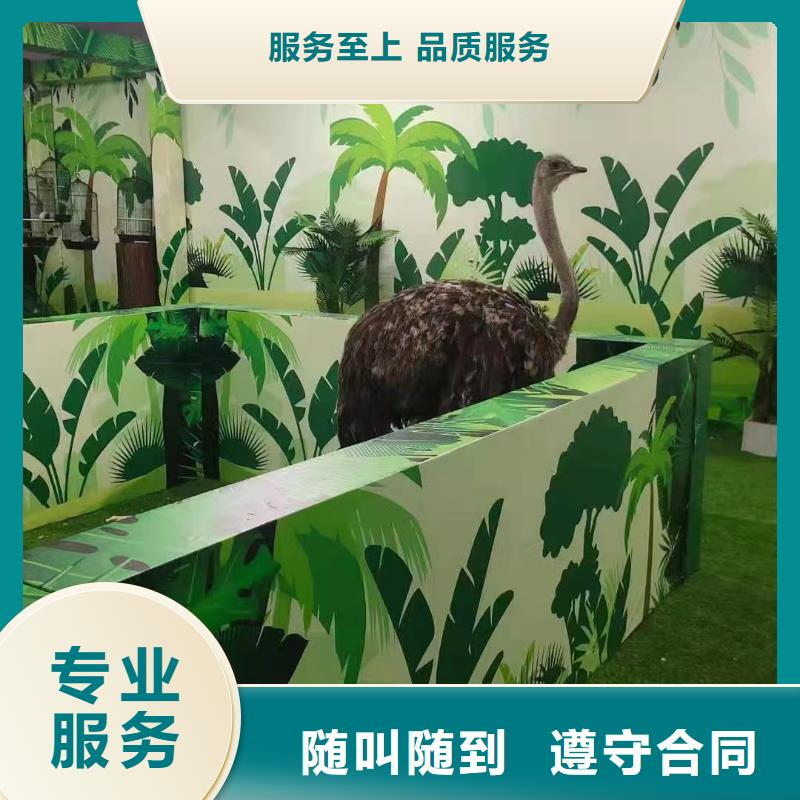 吉祥百鸟展视频-吉祥百鸟展-兮洋动物展览(抚州市分公司)服务区域广昌|乐安|新余|吉安|萍乡|宜春|赣州