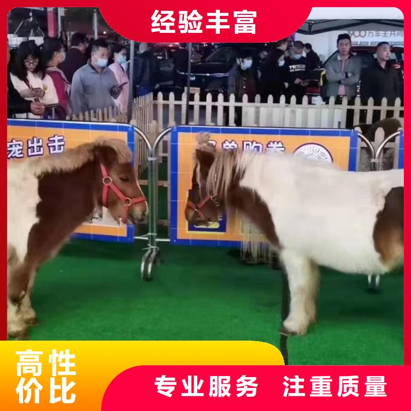 马戏团/羊驼-出租表演羊驼品质好