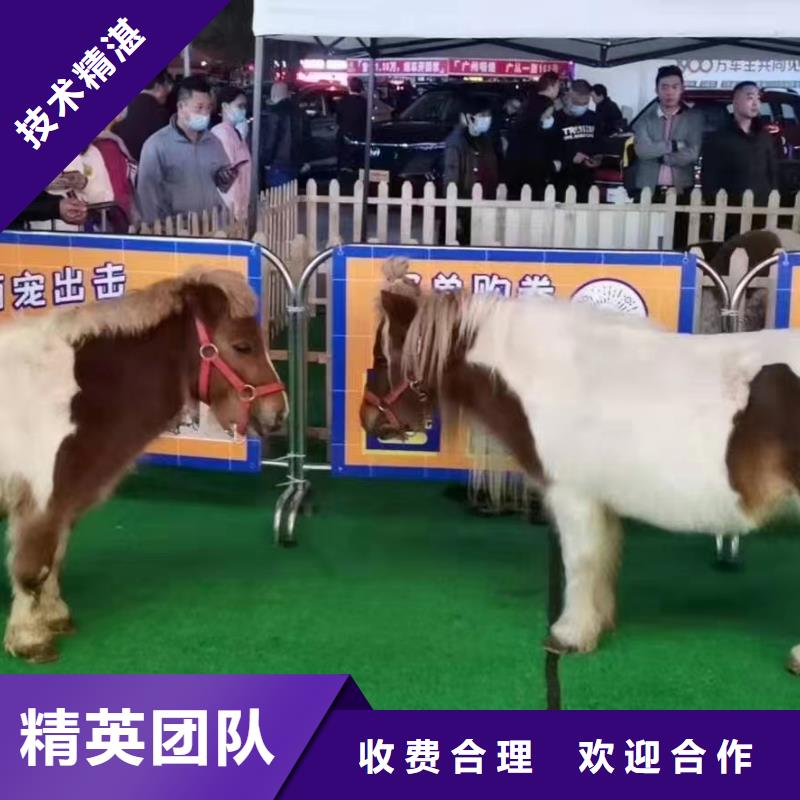 【马戏团/羊驼】企鹅出租匠心品质