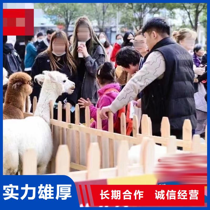 马戏团/羊驼海狮表演出租品质优