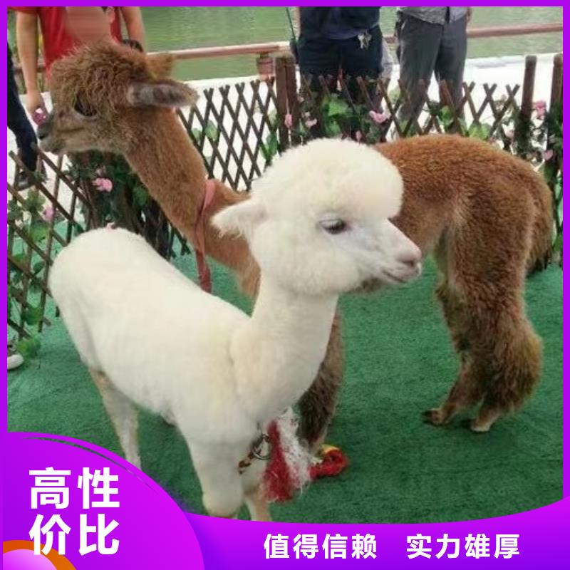【马戏团/羊驼小香猪宠物出租快速响应】