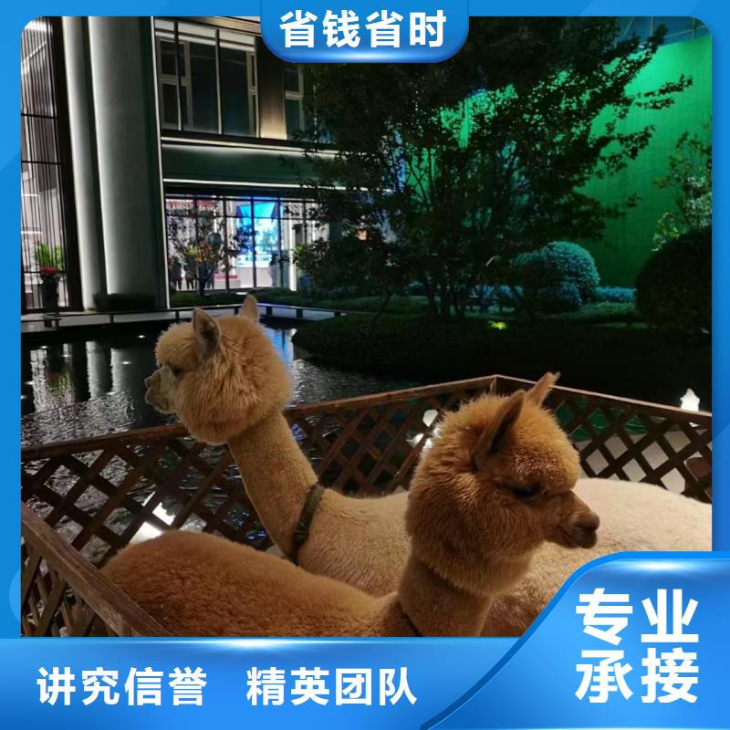 马戏团/羊驼鹦鹉表演正规