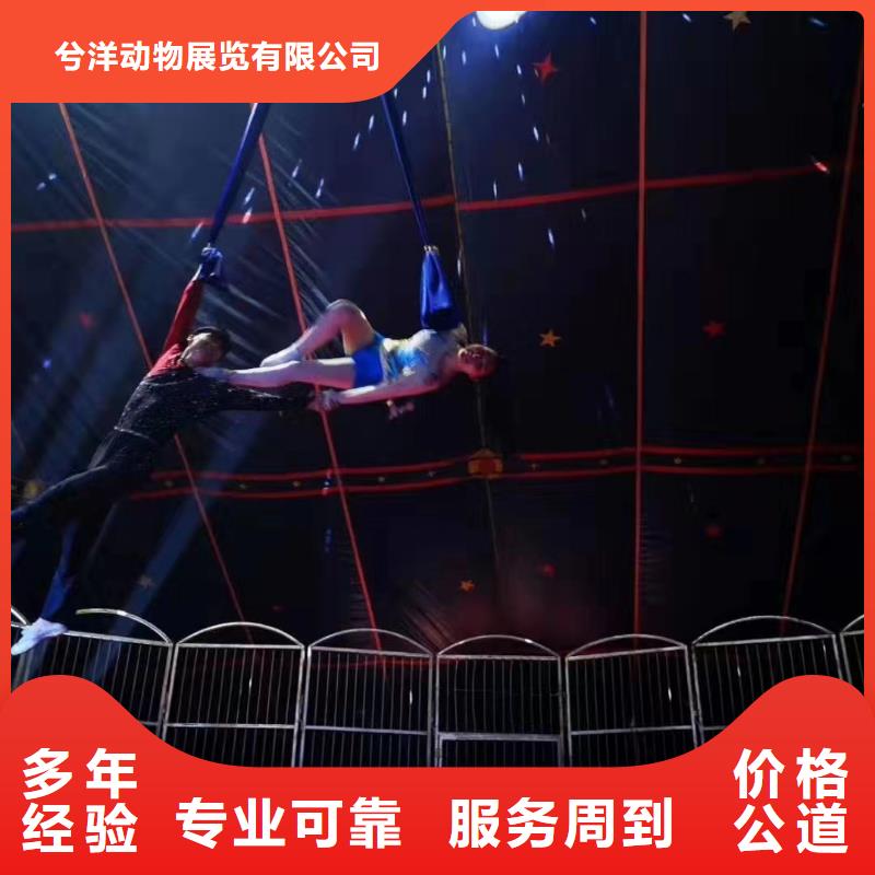 马戏团/羊驼_出租海狮表演好评度高