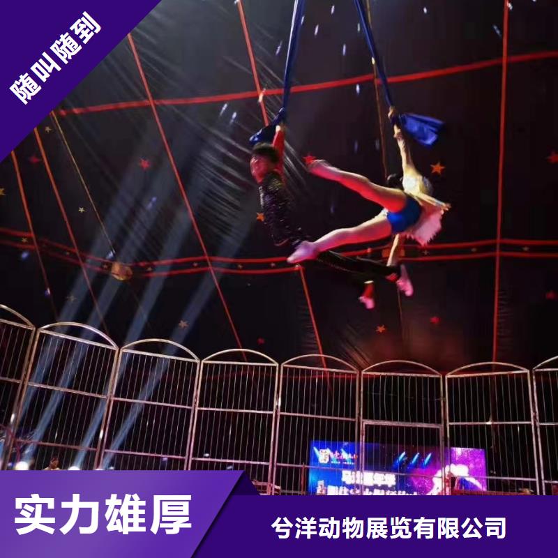 马戏团/羊驼美人鱼表演高性价比