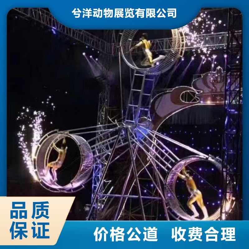 马戏团/羊驼,羊驼表演价格低于同行