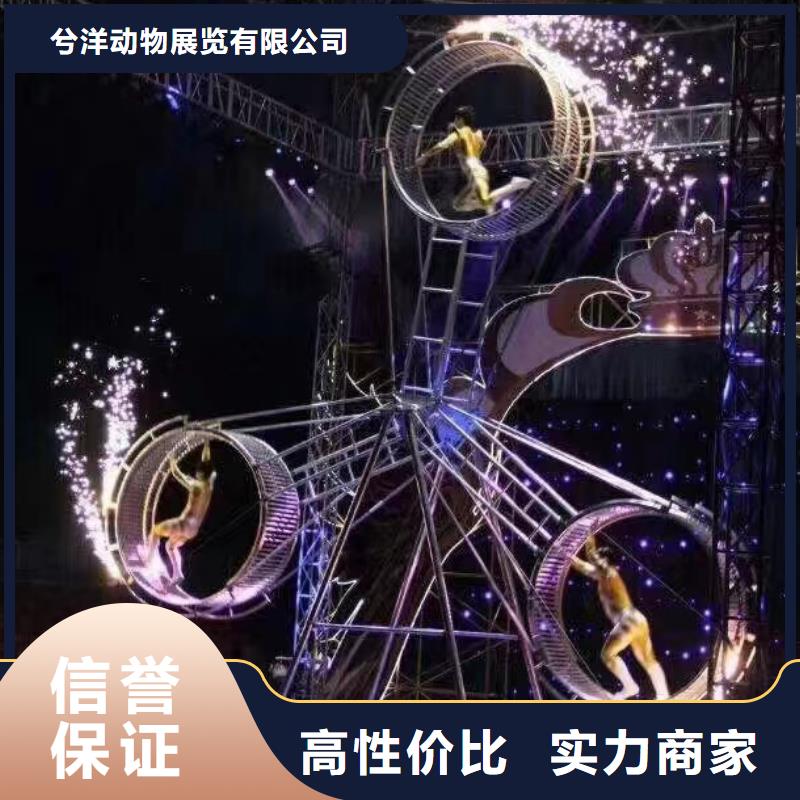 马戏团/羊驼-马戏团表演遵守合同