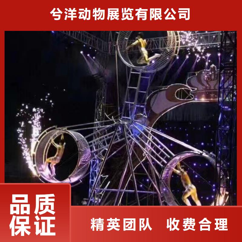 马戏团/羊驼 【【海狮表演出租】】服务周到