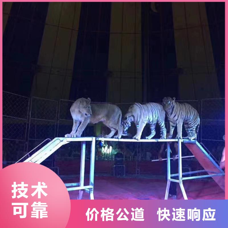 马戏团/羊驼美人鱼表演技术成熟