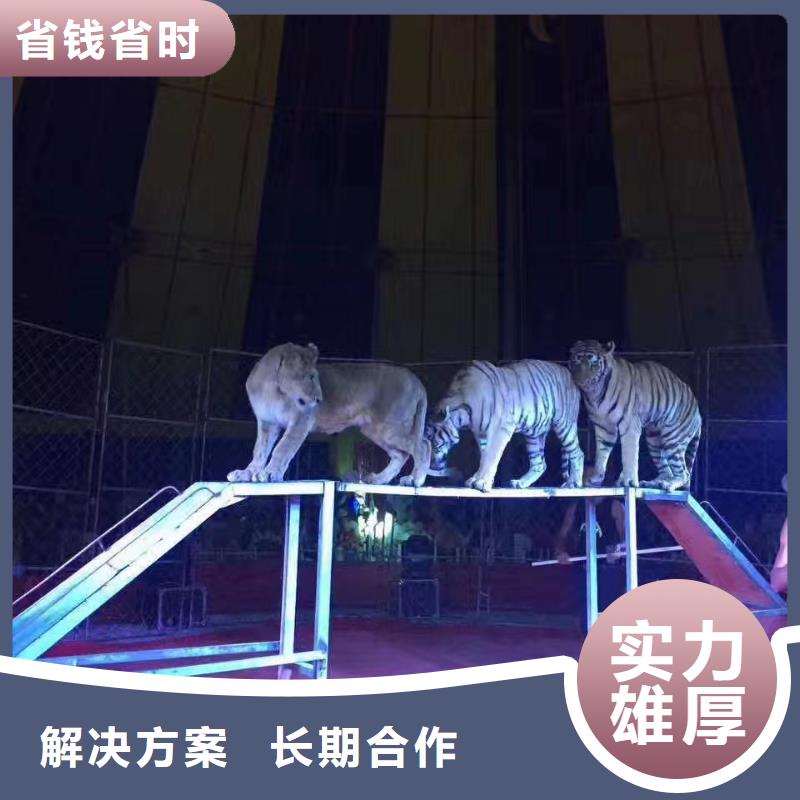 马戏团/羊驼-房地产开盘庆典经验丰富