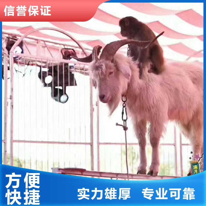 马戏团/羊驼 【海狮表演出租】快速