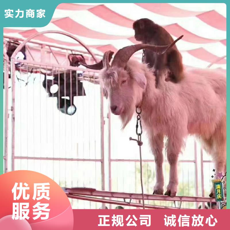 马戏团/羊驼,出租表演羊驼服务至上