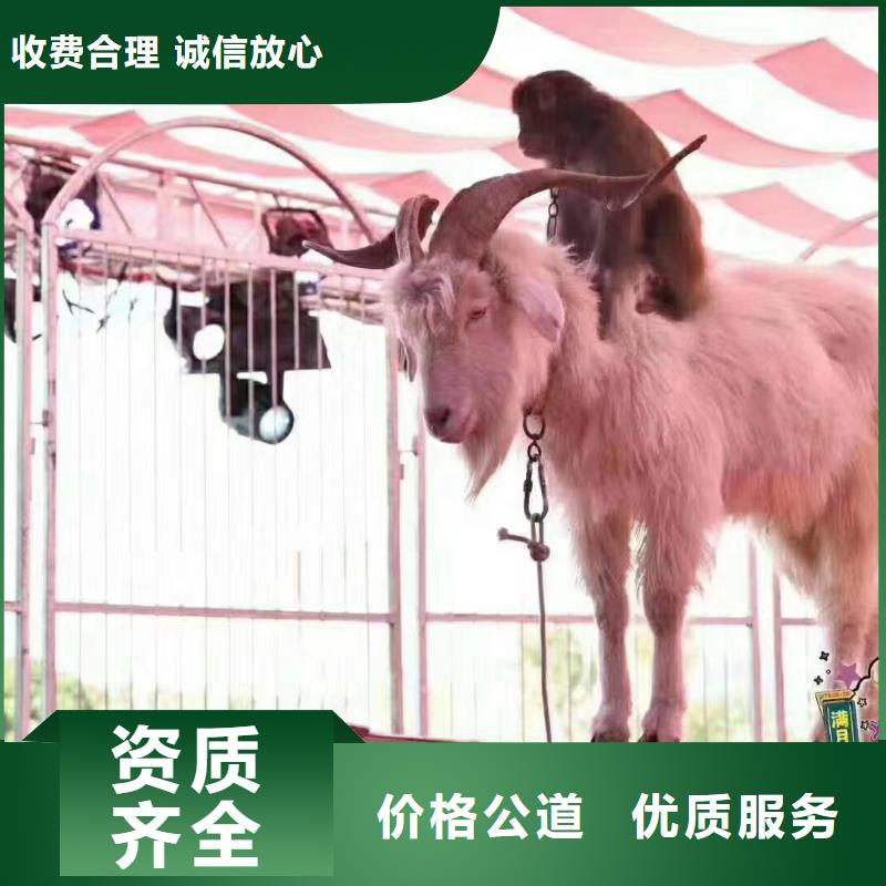 【马戏团/羊驼小香猪宠物出租快速响应】