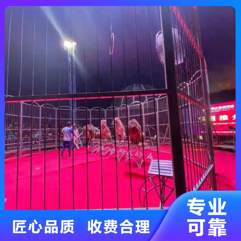 马戏团/羊驼羊驼表演先进的技术