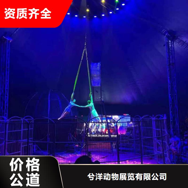 马戏团/羊驼,【海狮表演租赁】经验丰富