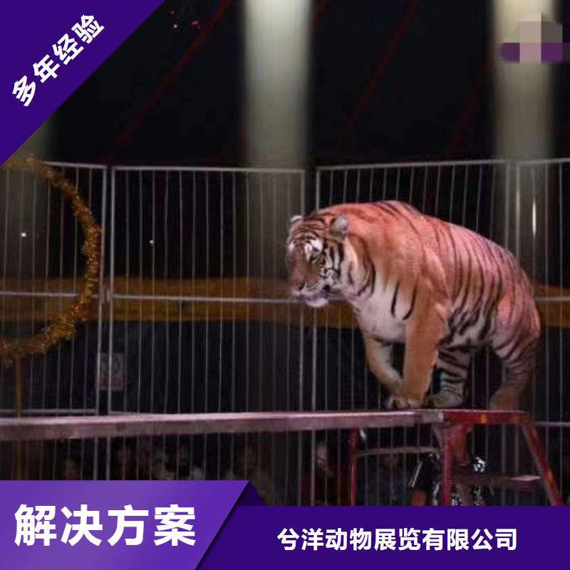 马戏团/羊驼,【企鹅演出】靠谱商家