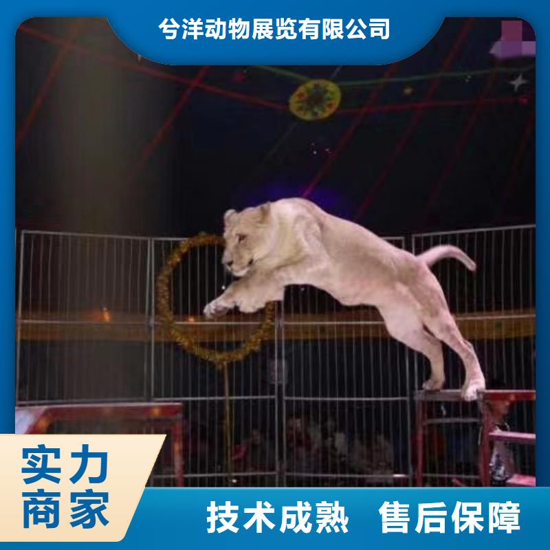 马戏团/羊驼出租羊驼比同行便宜