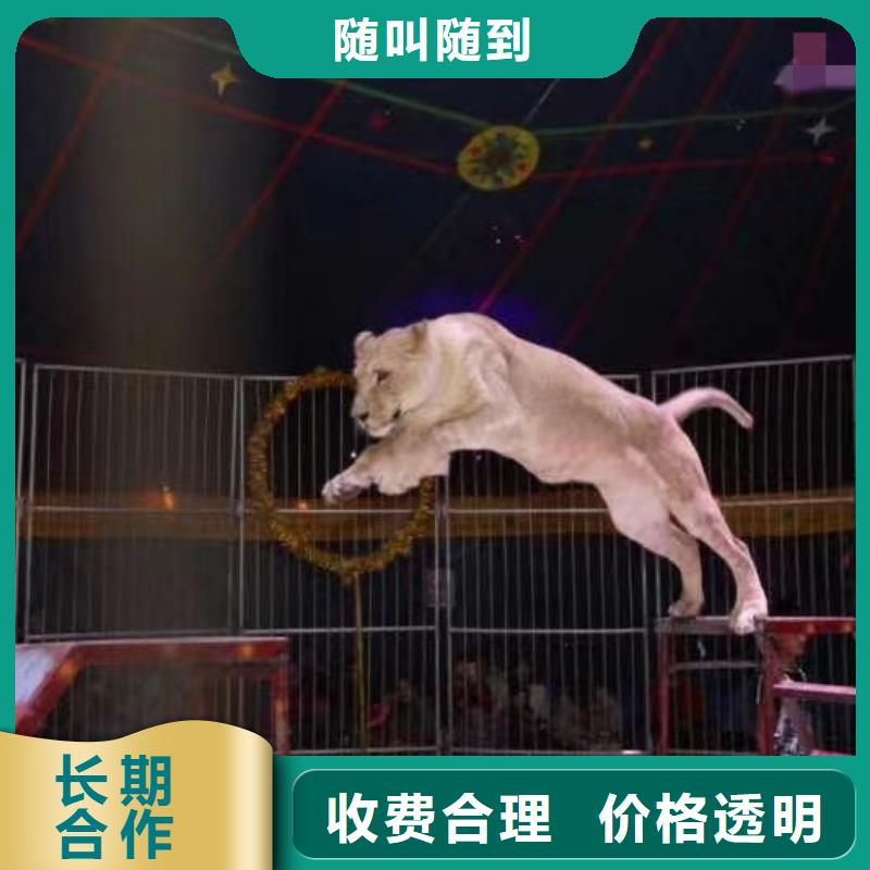 马戏团/羊驼出租表演羊驼省钱省时