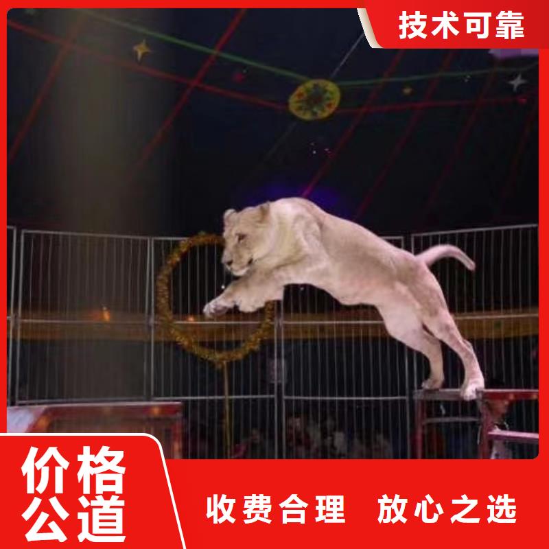 马戏团/羊驼,出租表演羊驼服务至上