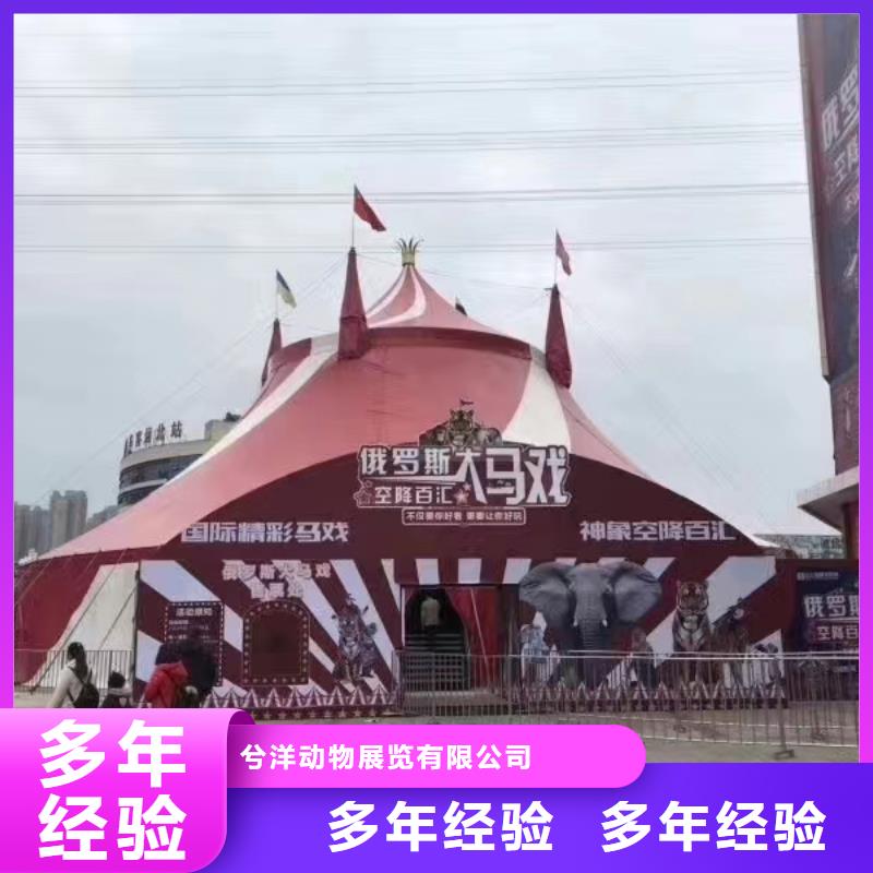 马戏团/羊驼-出租表演羊驼品质好