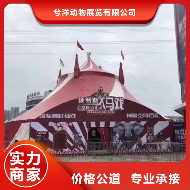 马戏团/羊驼海狮表演出租技术成熟