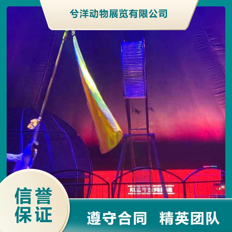 马戏团/羊驼【海洋展租赁】2025专业的团队