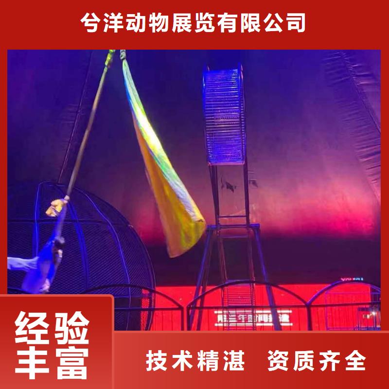 马戏团/羊驼海狮表演出租正规团队