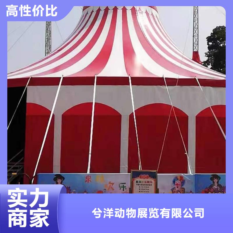 马戏团/羊驼羊驼出租正规团队