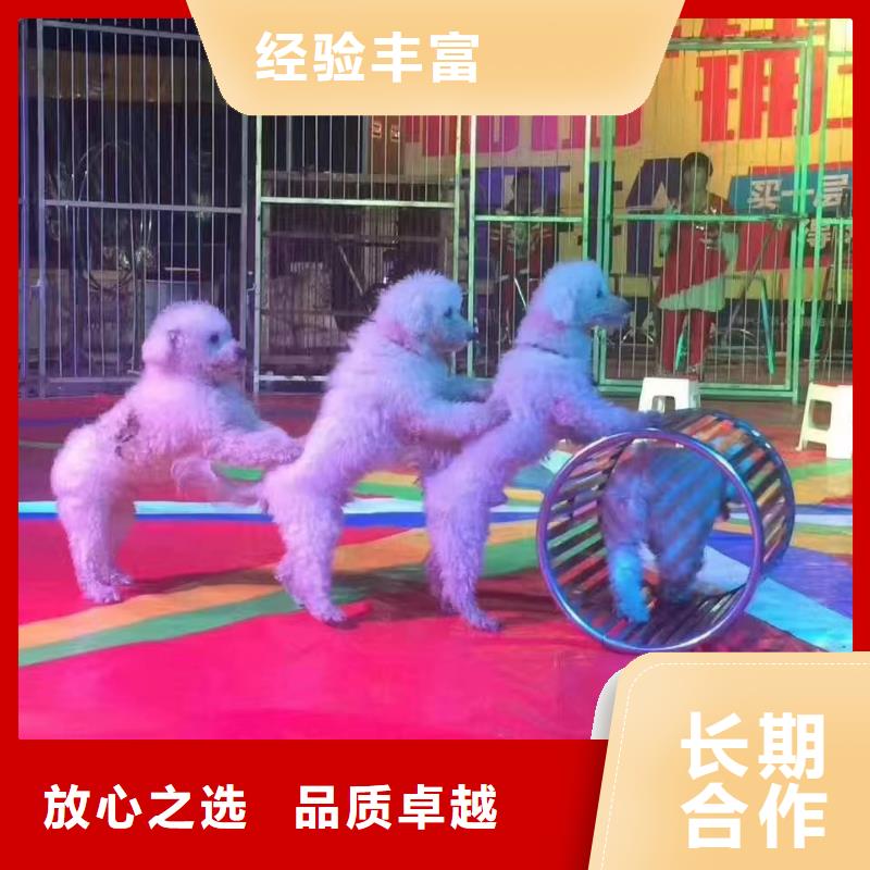 马戏团/羊驼,【企鹅演出】靠谱商家