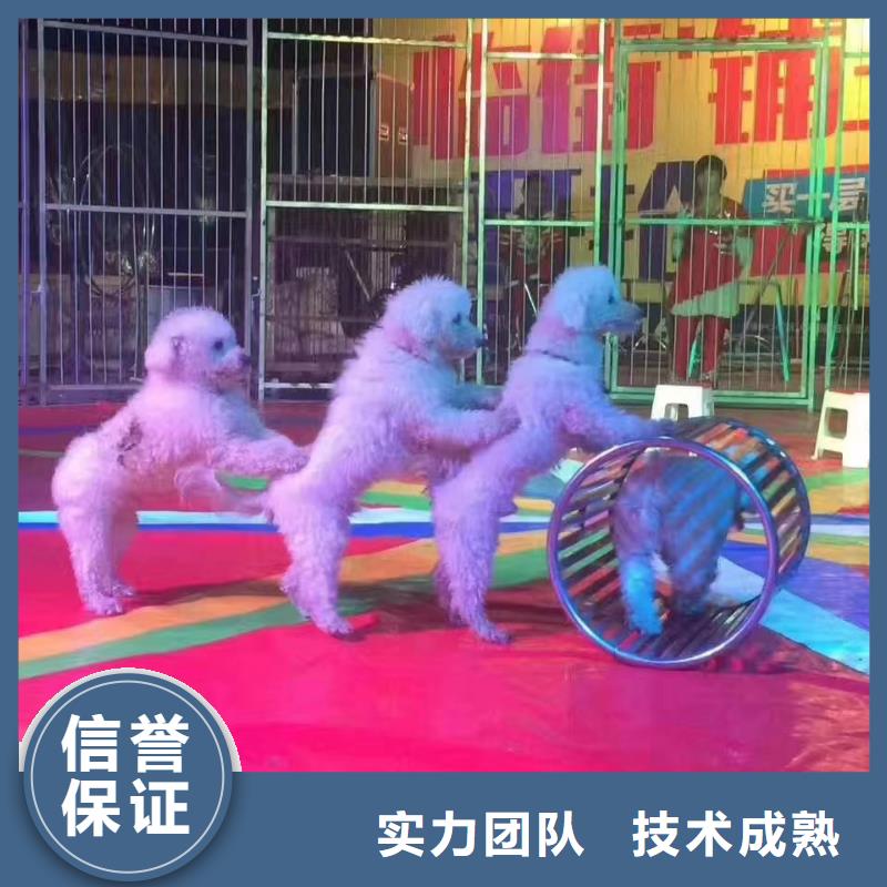 马戏团/羊驼,出租表演羊驼服务至上