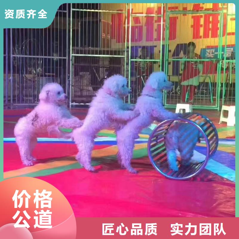 吉祥百鸟展视频-吉祥百鸟展-兮洋动物展览(抚州市分公司)服务区域广昌|乐安|新余|吉安|萍乡|宜春|赣州