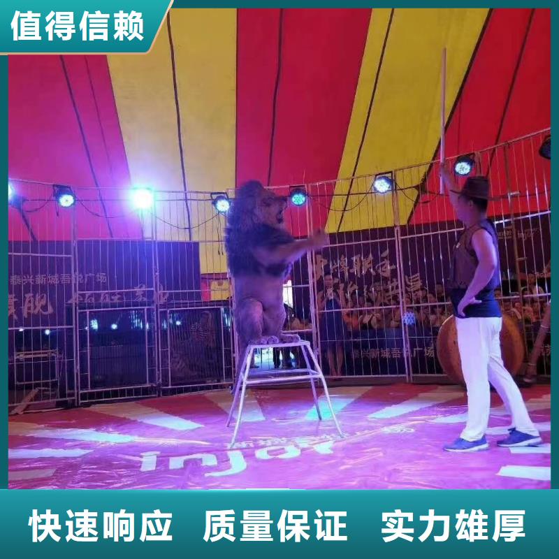 马戏团/羊驼_出租海狮表演好评度高