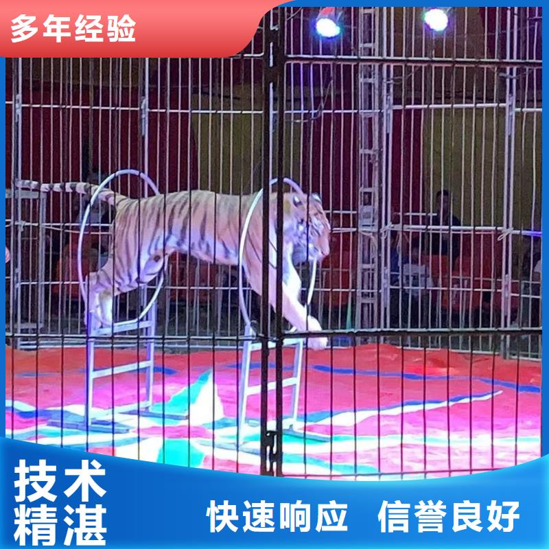马戏团/羊驼小马戏出租质优价廉