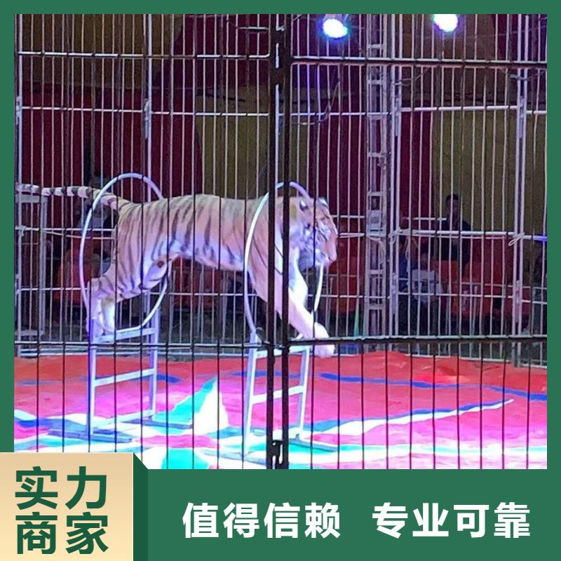 吉祥百鸟展视频-丰县|贾汪|连云港|泰州|常州|淮安|扬州兮洋吉祥百鸟展_ 兮洋动物展览(徐州市分公司)