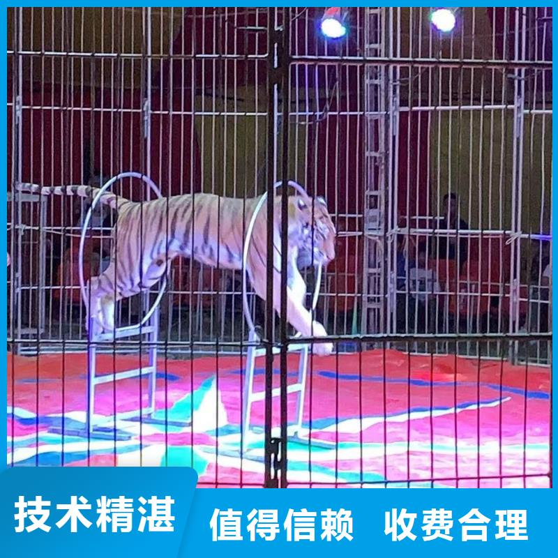 马戏团/羊驼-【海狮表演出租】解决方案
