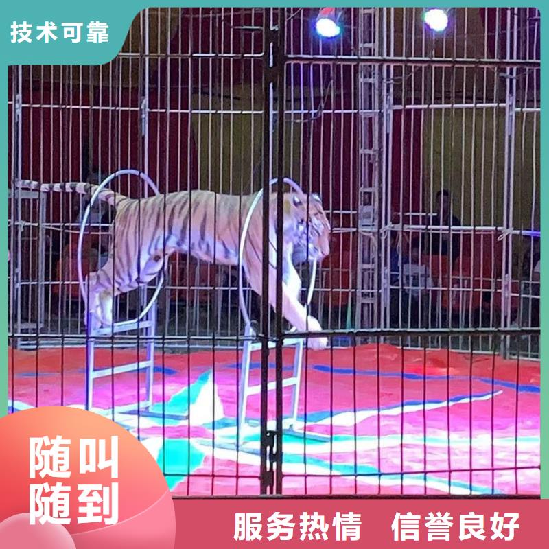 马戏团/羊驼动物杂技表演租赁技术比较好