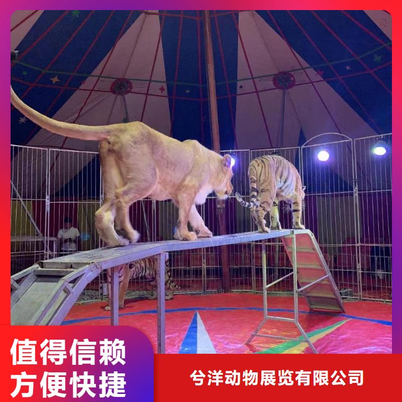 马戏团/羊驼 【海狮表演出租】快速