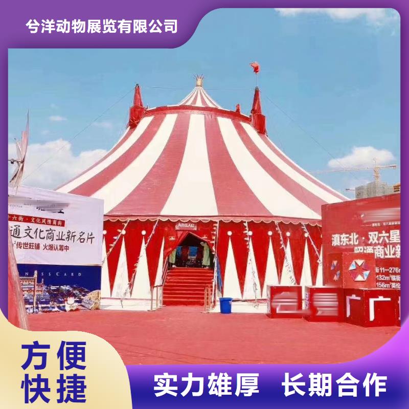 【马戏团/羊驼】_马戏团表演承接
