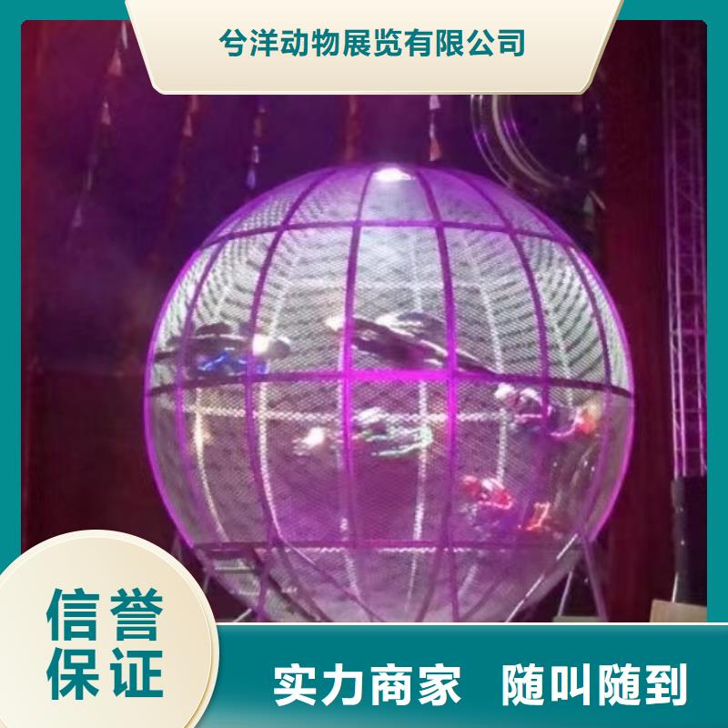 马戏团/羊驼羊驼出租明码标价
