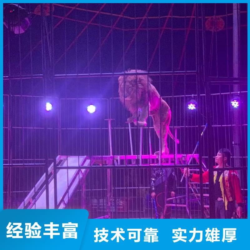 马戏团/羊驼出租表演羊驼省钱省时