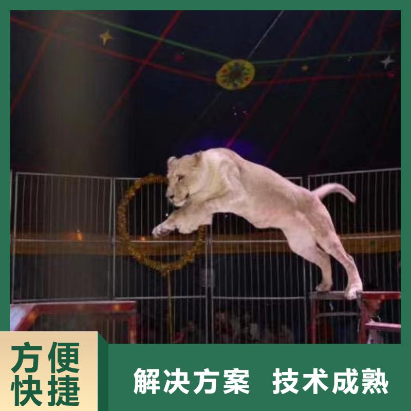 马戏团/羊驼-草泥马羊驼租赁实力商家