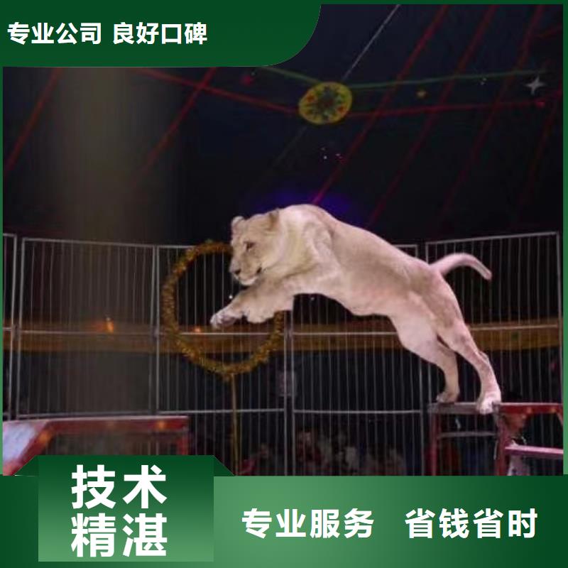 【马戏团/羊驼】【出租企鹅表演】案例丰富