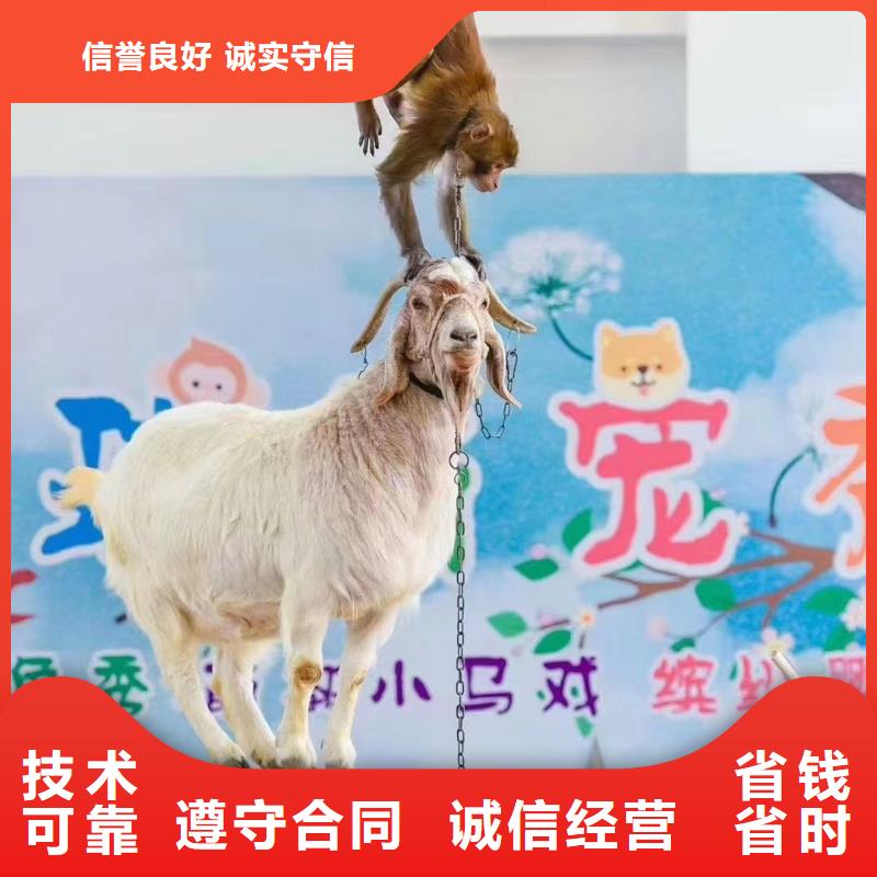 吉祥百鸟展视频-丰县|贾汪|连云港|泰州|常州|淮安|扬州兮洋吉祥百鸟展_ 兮洋动物展览(徐州市分公司)