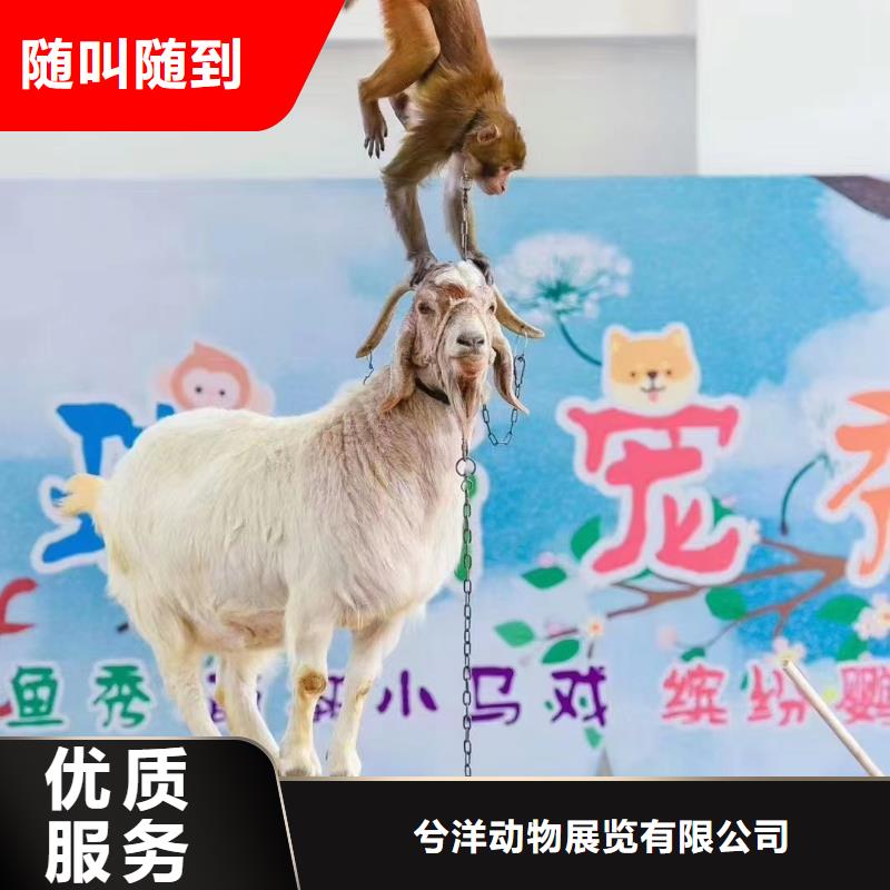 马戏团/羊驼鹦鹉表演专业服务