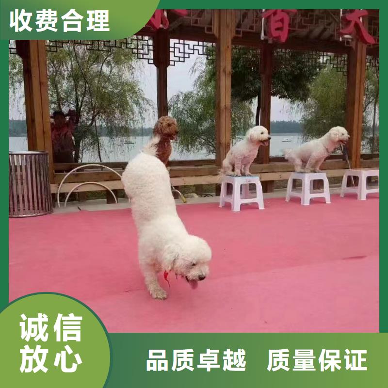 马戏团/羊驼马戏团表演服务周到