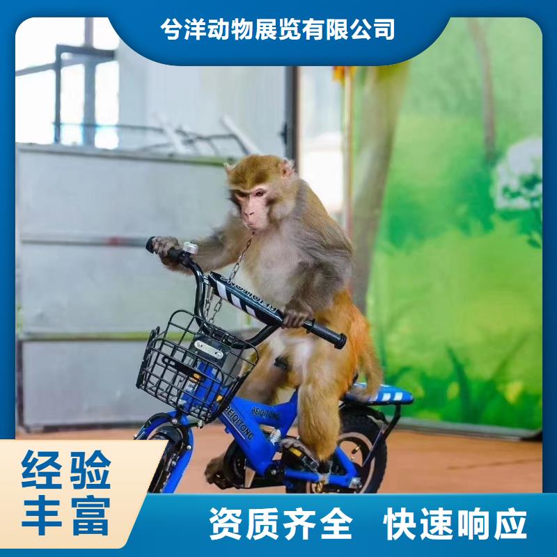马戏团/羊驼,动物展览秀知名公司