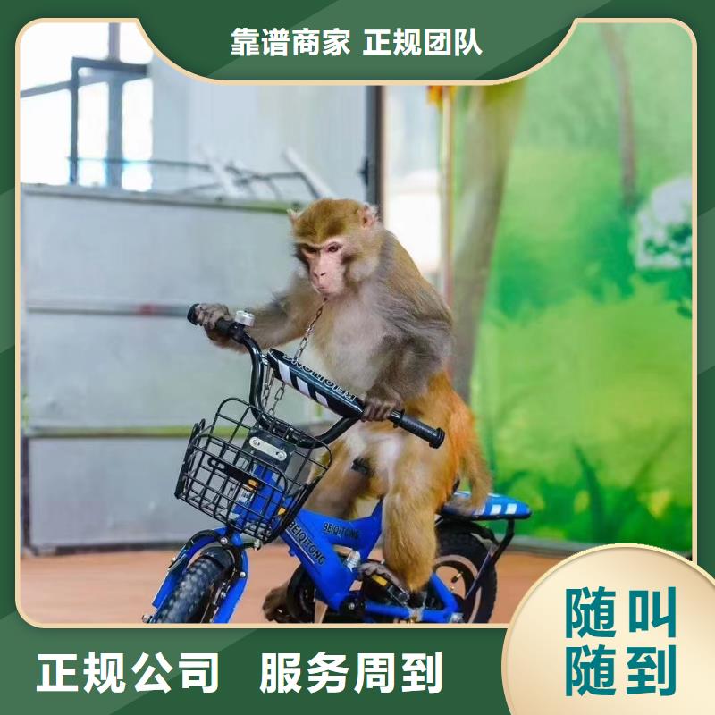 马戏团/羊驼鹦鹉表演正规